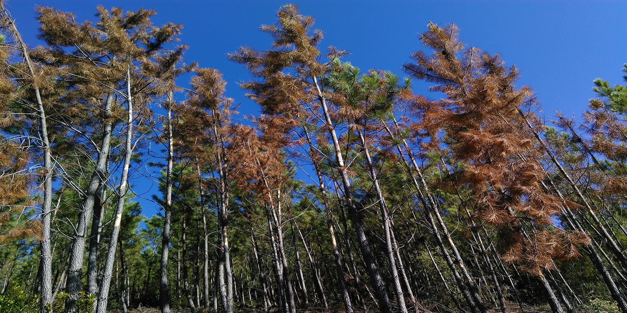 Early & automated detection of Pine Wilt Nematode to safeguard European forests