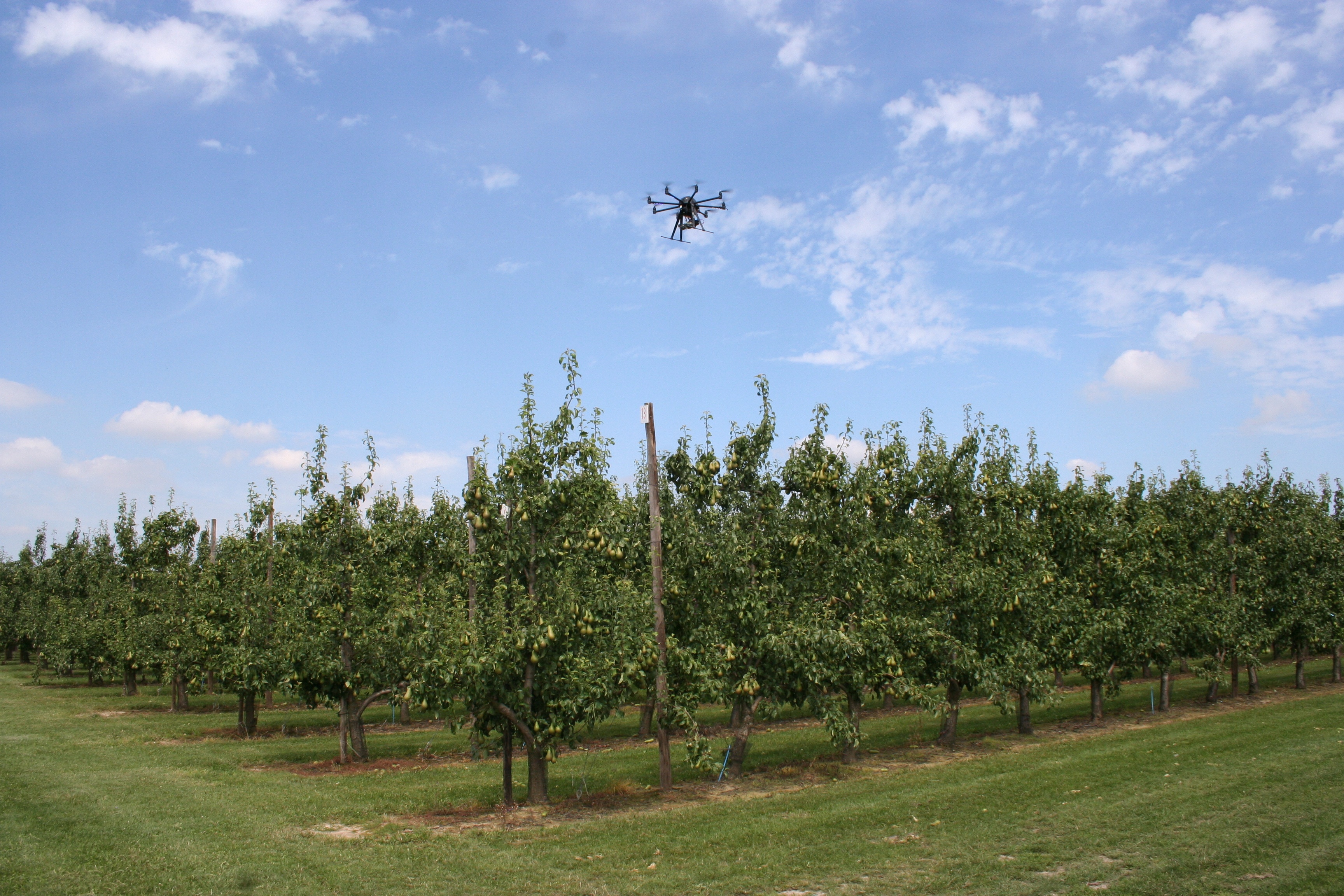 Drones for early fire blight detection