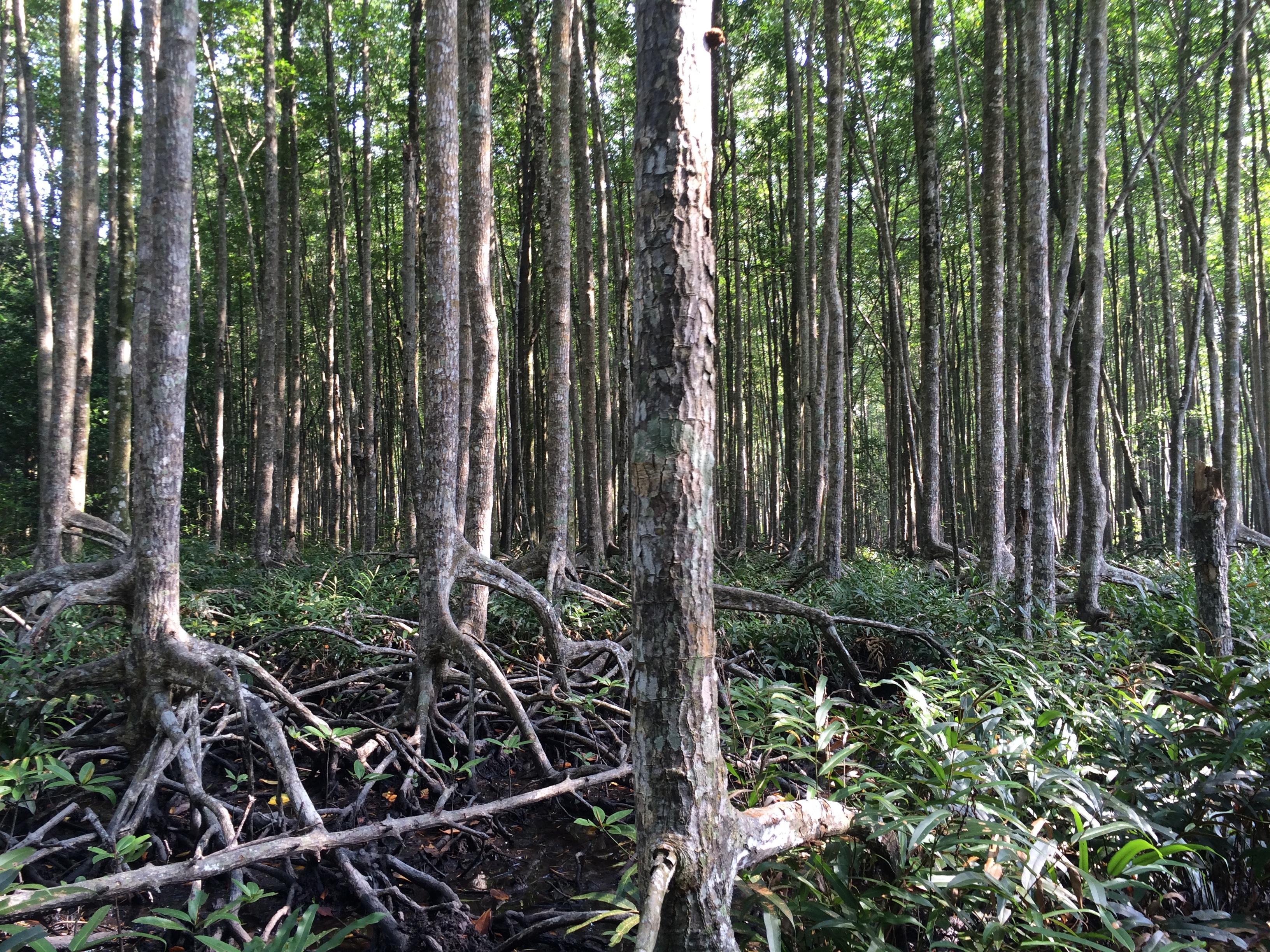 Mangroves & remote sensing – a perfect match!