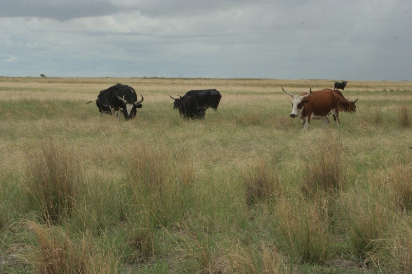 PROBA-V data for timely livestock management in Namibia