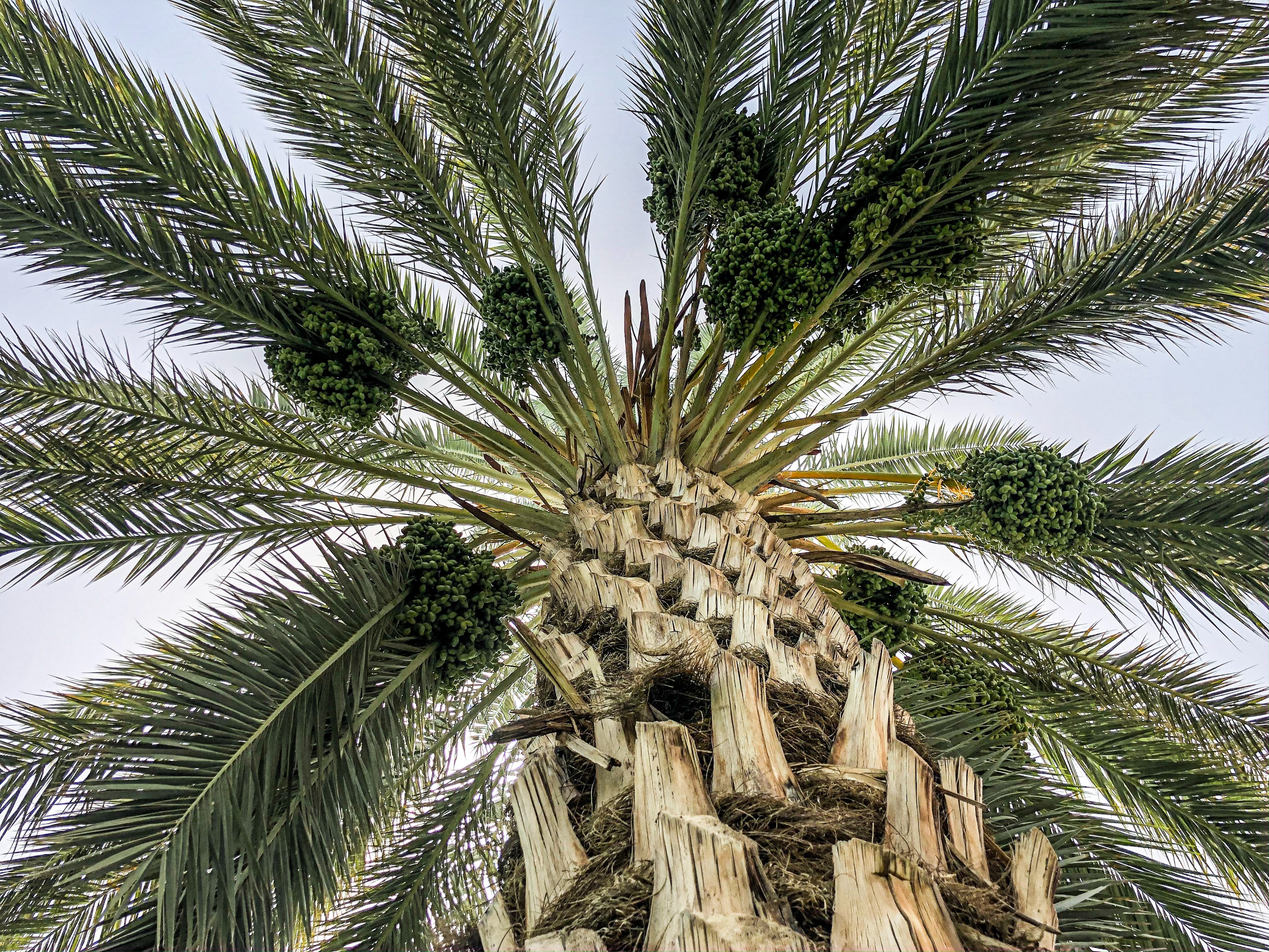 Palm tree mapping using deep learning on aerial images