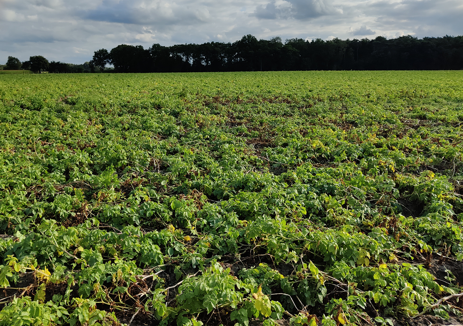 The impact of extreme weather on the cultivation of potatoes