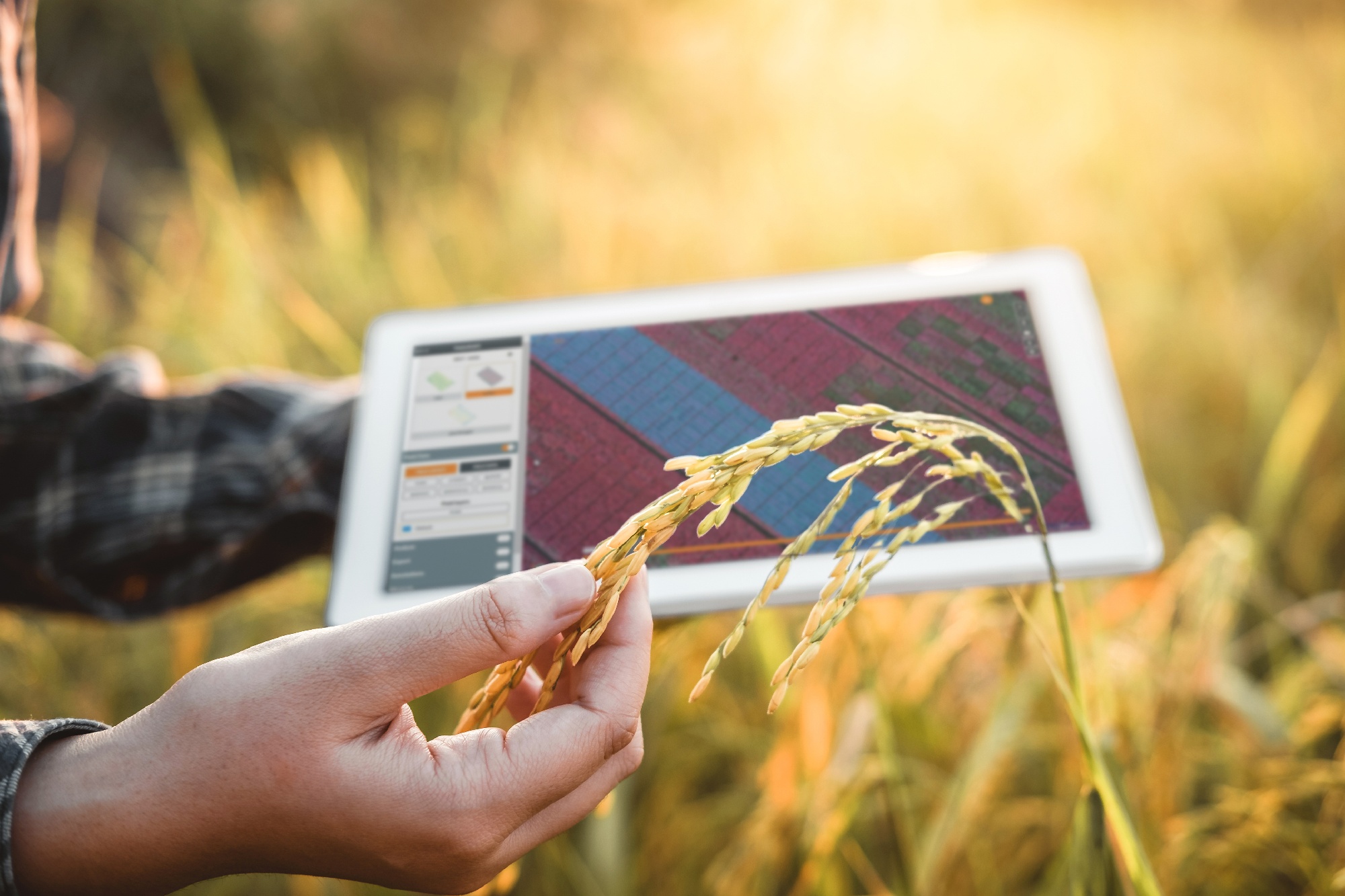 Drone and satellite data in the world of seed breeding