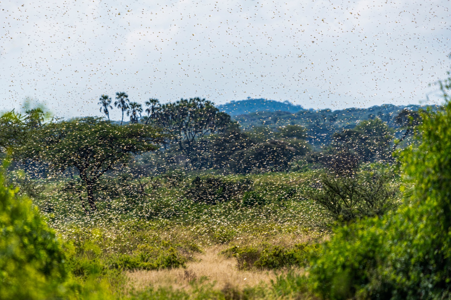Desert locust monitoring in East-Africa
