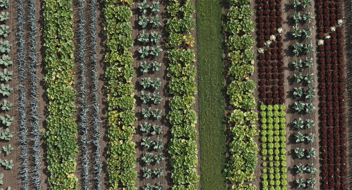 Empowering Breeding for Strip Cropping With Drone-Based Insights